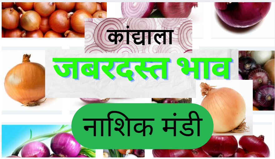 Onion Nashik Market