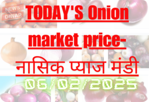 Today's Onion market price-नासिक प्याज मंडी