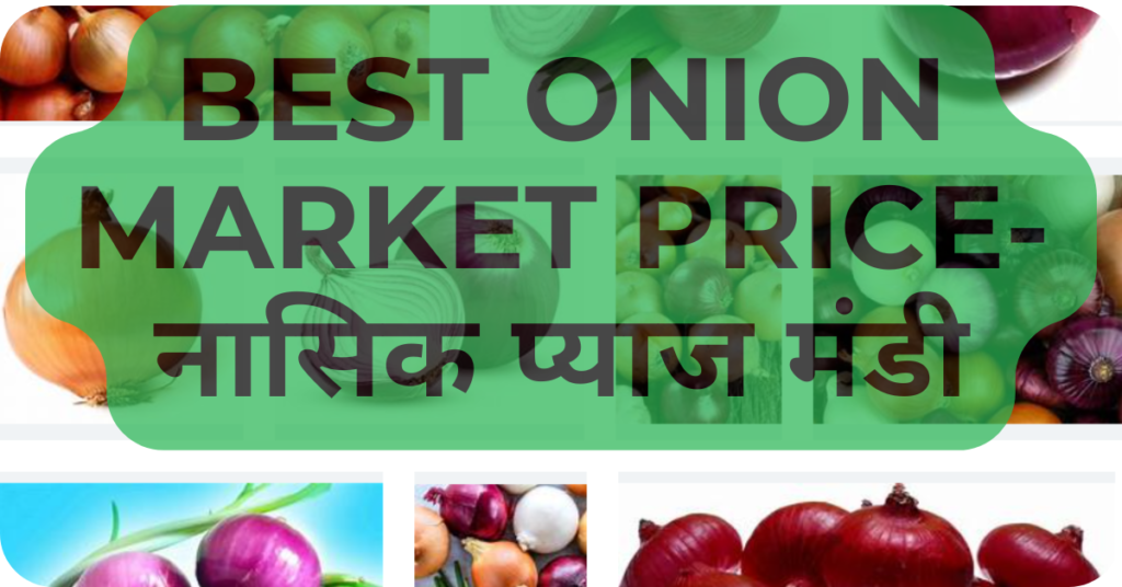 Best Onion market price-नासिक मंडी