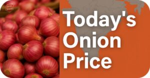 Today's Onion Price in India – जानिए आज का प्याज रेट